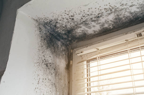 Affordable Basement Mold Removal solutions in Hastings, PA